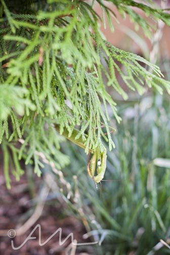 francistakesabath-web-10