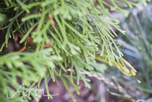 francistakesabath-web-11