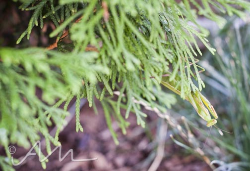 francistakesabath-web-12