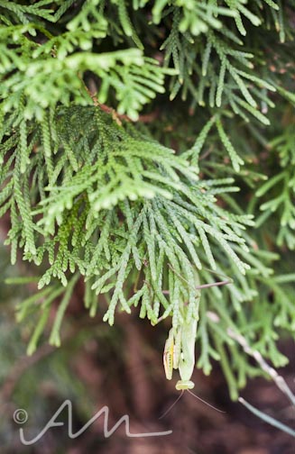 francistakesabath-web-15