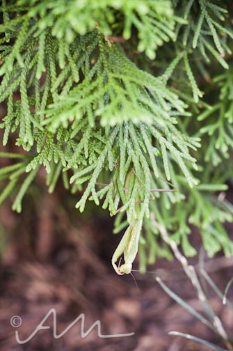 francistakesabath-web-16