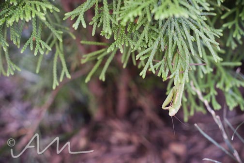 francistakesabath-web-17