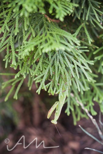 francistakesabath-web-18