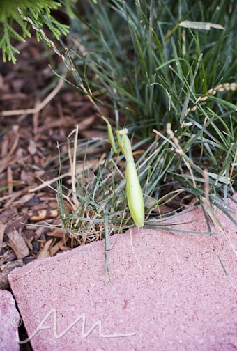 francistakesabath-web-2