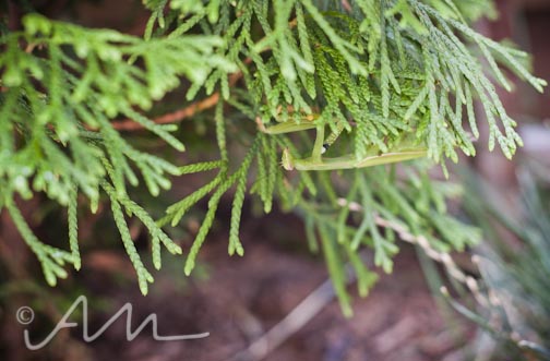 francistakesabath-web-20