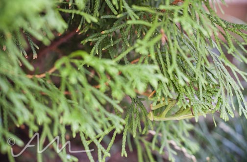 francistakesabath-web-21