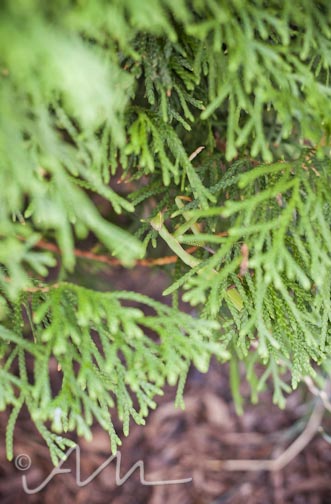 francistakesabath-web-22