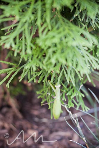 francistakesabath-web-4