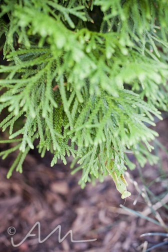 francistakesabath-web-7