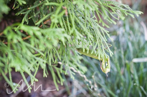 francistakesabath-web-8