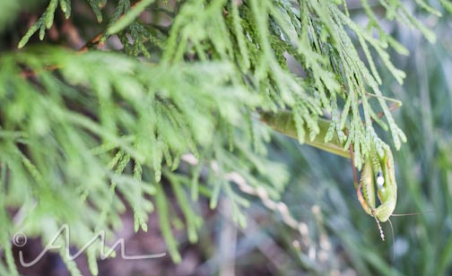 francistakesabath-web-9