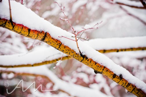x marks the spot - snow is on the way to colorado!