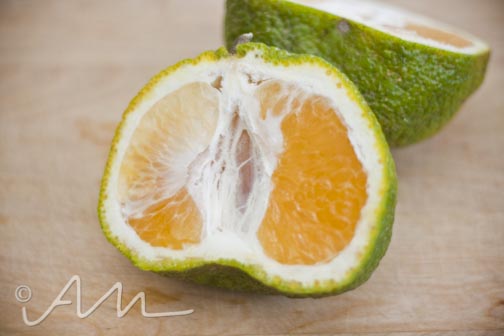 uglifruit-3
