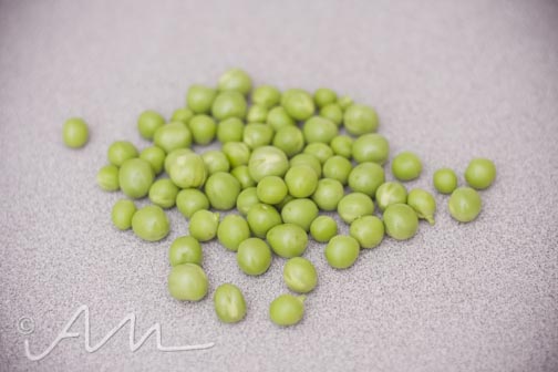 kaniwaendivescoops-3