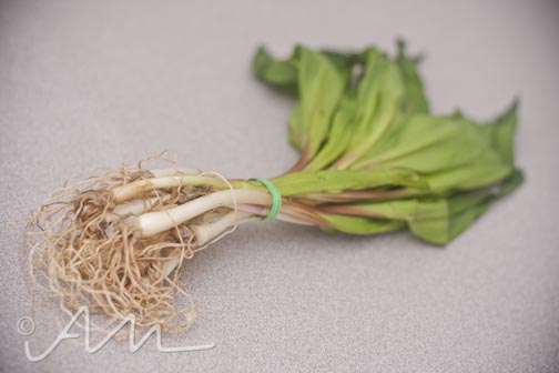 grilledrampcheesesammy-2