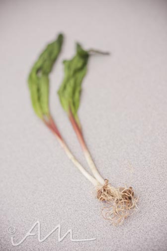 peartomatoesquinoapasta-18