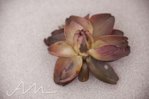 purpleartichokes-11