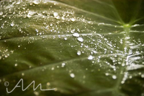 leafdrops-1