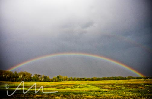 Matt and Emily's Wedding