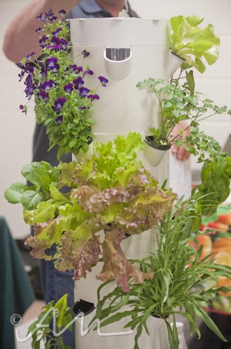 vegfestdenver2013-12