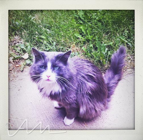 neighbourhoodfotos-1