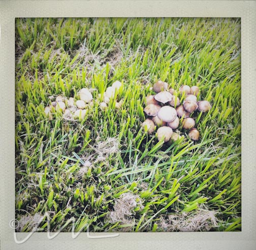 neighbourhoodfotos-10