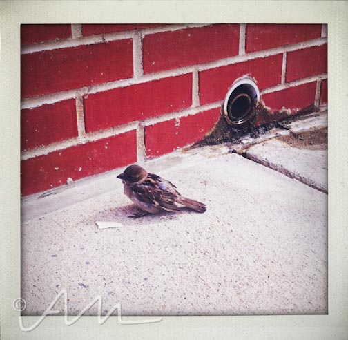 neighbourhoodfotos-6