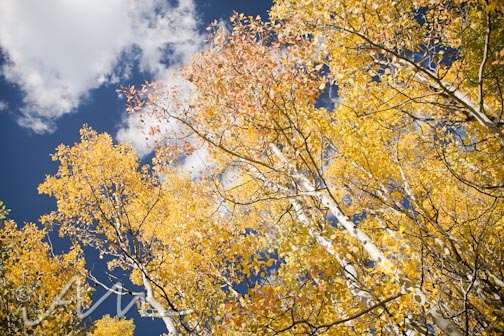 aspensandsuch-web-10