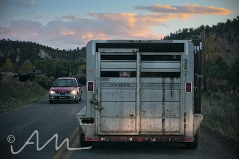 cattleroundup-13