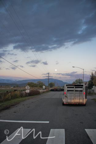 cattleroundup-16