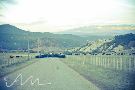 cattleroundup-7
