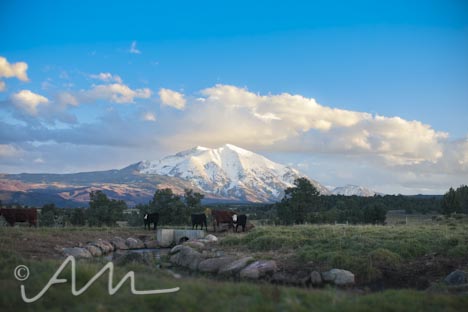 cattleroundup-8