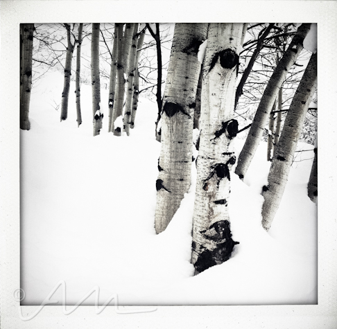 snowyaspens-2