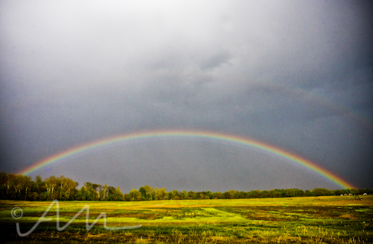Matt and Emily's Wedding