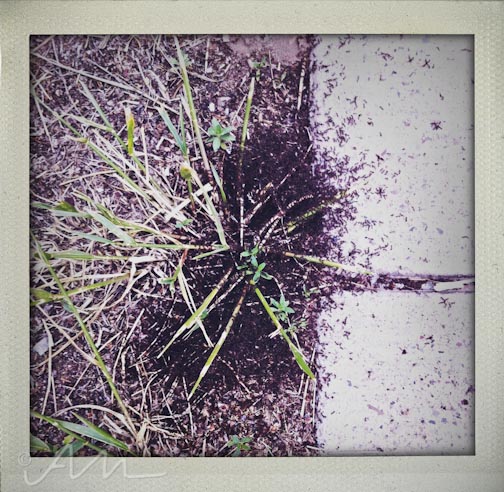 weekinfotos080114-10