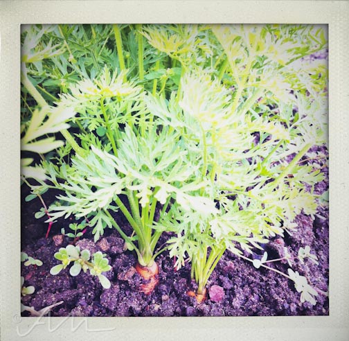 weekinfotos080114-11