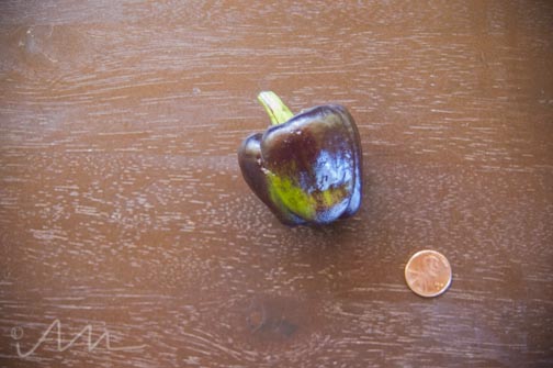 smallestveggiesever-3