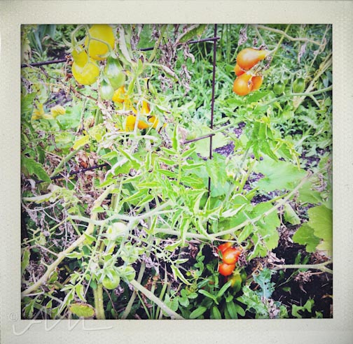 weekinfotos091914-15