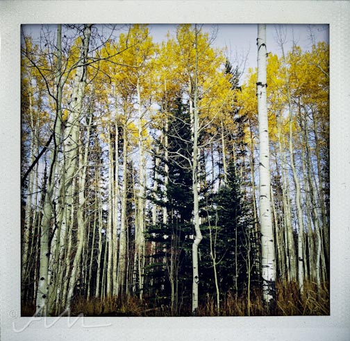 eyesoftheaspens-13