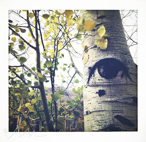 eyesoftheaspens-16