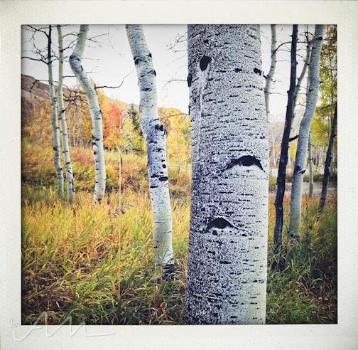 eyesoftheaspens-26