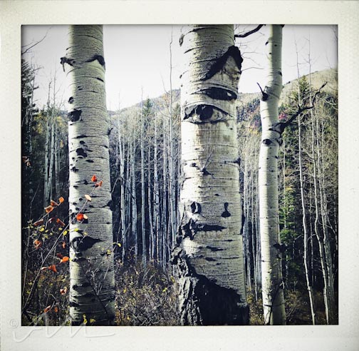 eyesoftheaspens-8