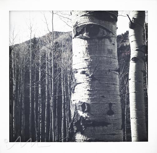 eyesoftheaspens-9