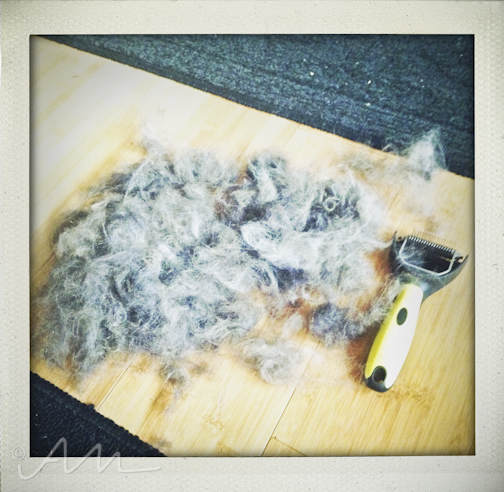 weekinfotos120114-15