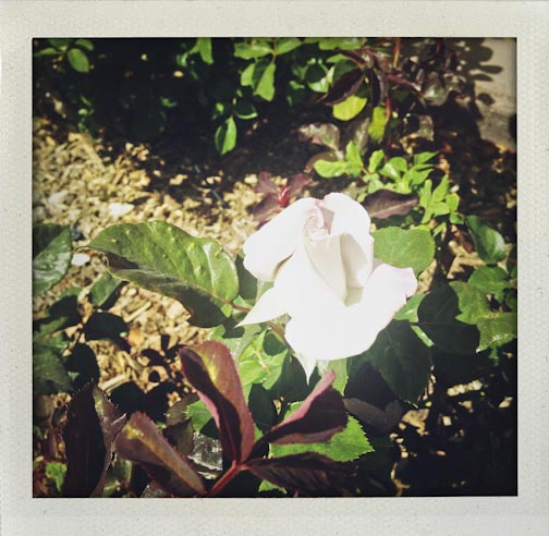 hillermanroses-web-2