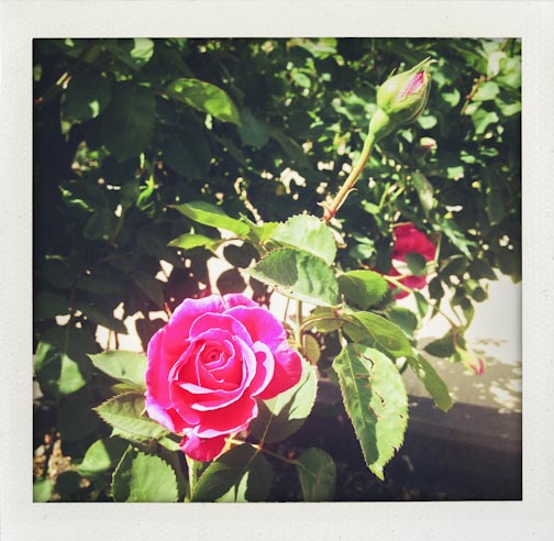 hillermanroses-web-3