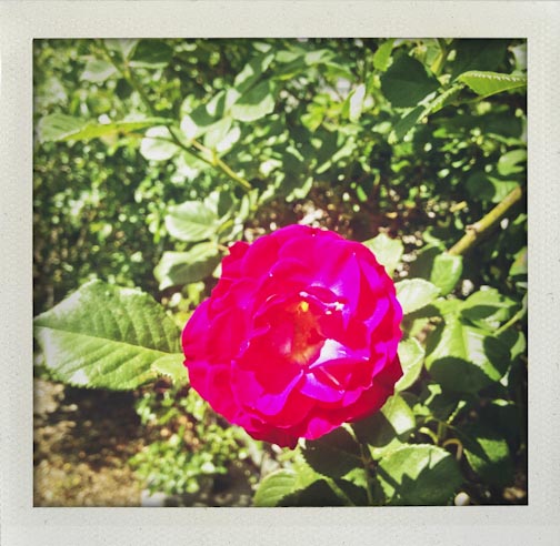 hillermanroses-web-4