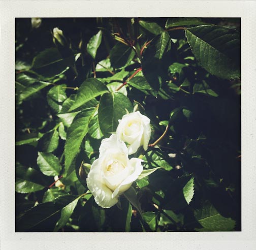 hillermanroses-web-5