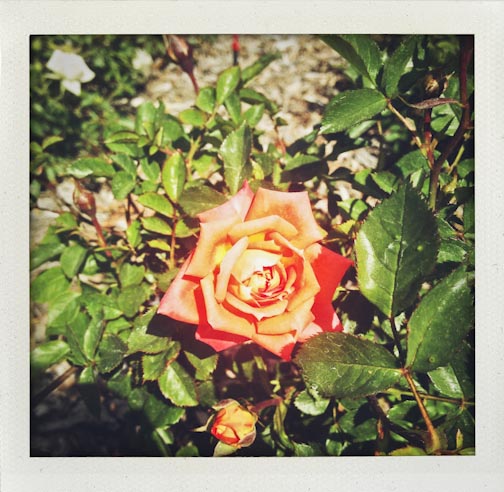 hillermanroses-web-6