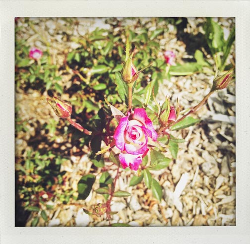 hillermanroses-web-7